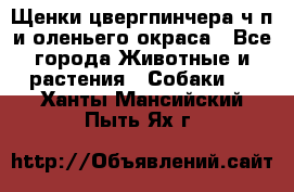 Щенки цвергпинчера ч/п и оленьего окраса - Все города Животные и растения » Собаки   . Ханты-Мансийский,Пыть-Ях г.